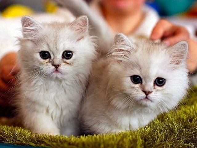 Породы кошек в Полесске | ЗооТом портал о животных