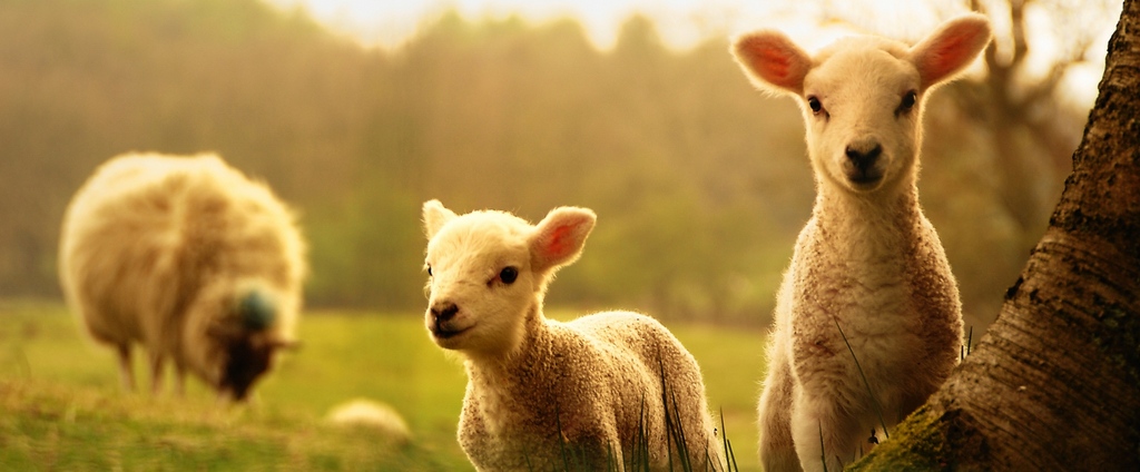 Объявления о сельскохозяйственных животных | ЗооТом - продажа, вязка и услуги для животных в Полесске