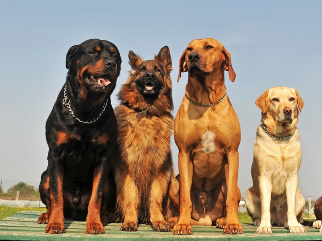 Крупные породы собак в Полесске | ЗооТом портал о животных
