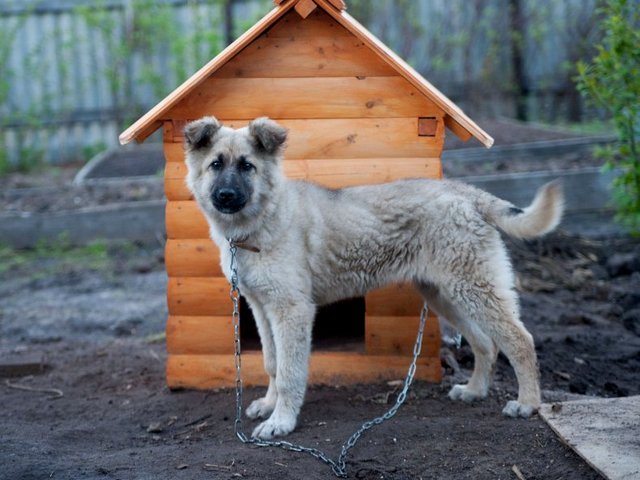 Все о собаках в Полесске Все о собаках в Полесске